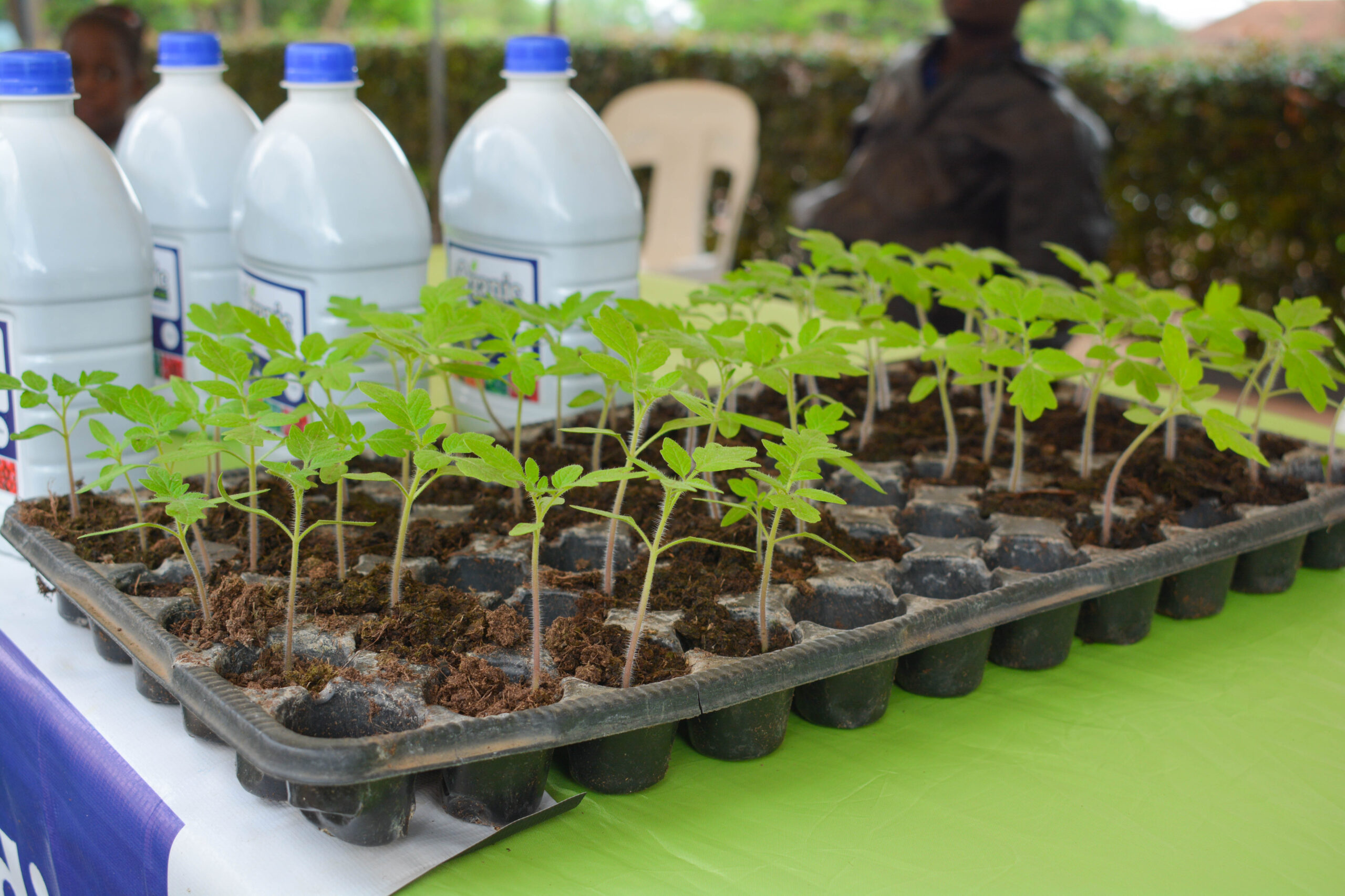 Tomato seedlings